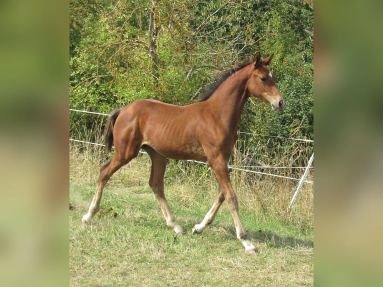 Deutsches Sportpferd Hengst Fohlen (04/2025) 170 cm Brauner in Querfurt