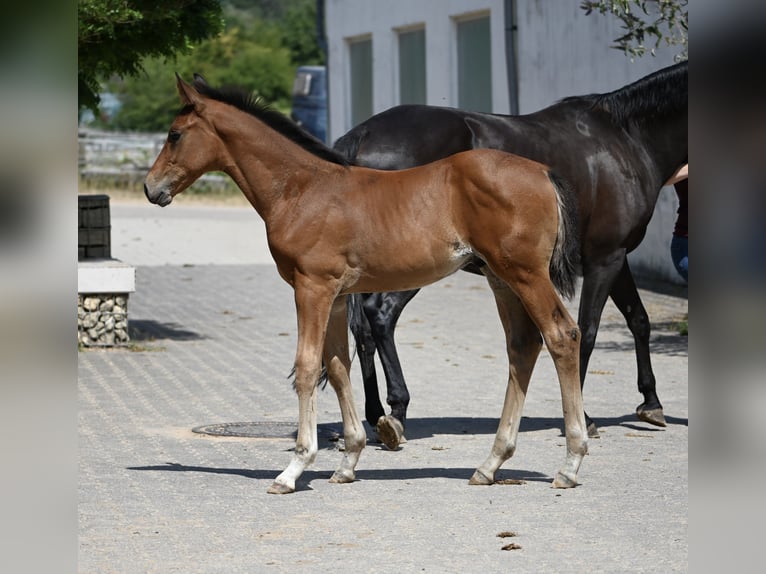 Deutsches Sportpferd Hengst Fohlen (05/2026) 170 cm  in Konz
