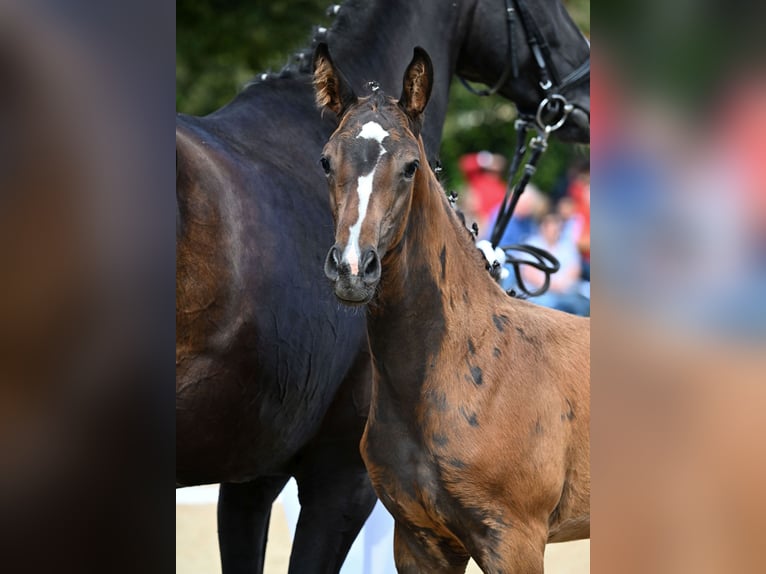 Deutsches Sportpferd Hengst Fohlen (06/2025) 170 cm Dunkelbrauner in Oettingen in Bayern