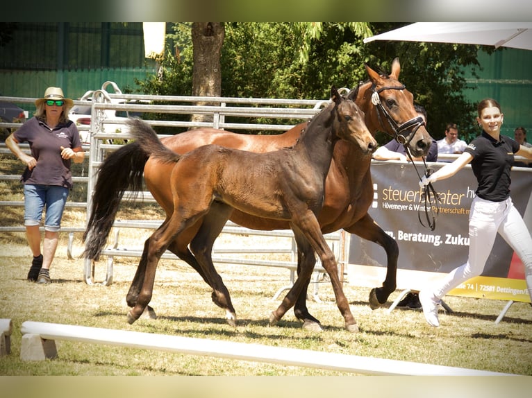 Deutsches Sportpferd Hengst Fohlen (04/2026) 170 cm Dunkelbrauner in Ertingen