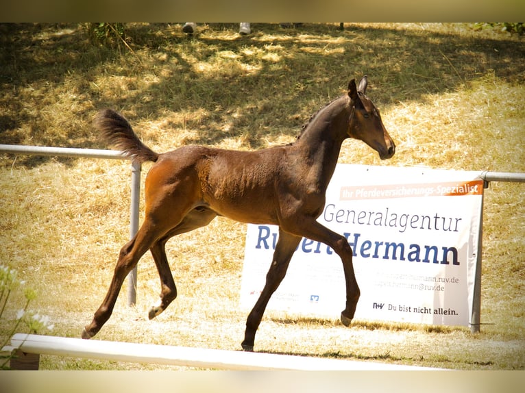 Deutsches Sportpferd Hengst Fohlen (04/2026) 170 cm Dunkelbrauner in Ertingen
