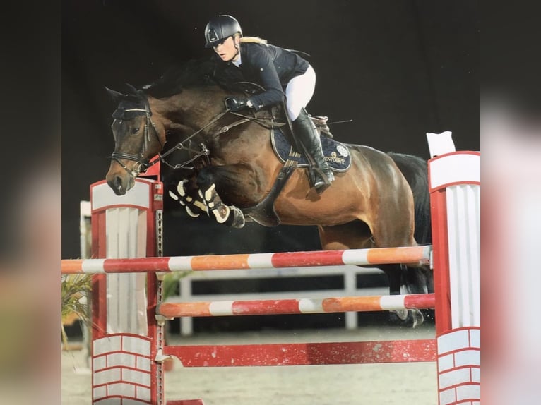 Deutsches Sportpferd Hengst  170 cm Dunkelbrauner in Osterhofen