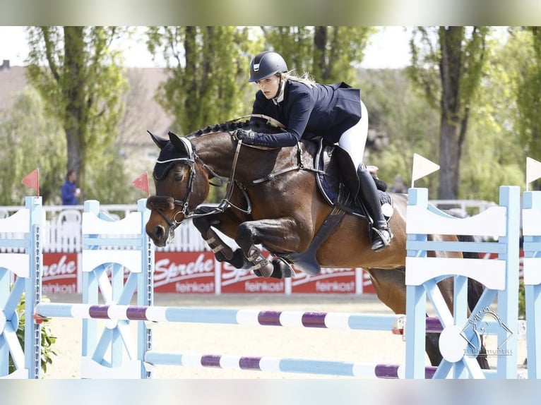 Deutsches Sportpferd Hengst  170 cm Dunkelbrauner in Osterhofen