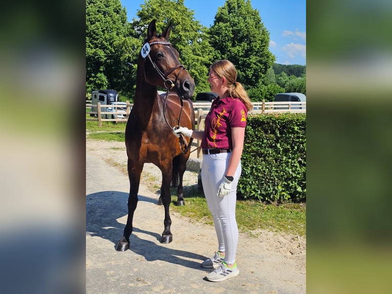 Deutsches Sportpferd Hengst  170 cm Dunkelbrauner in Osterhofen
