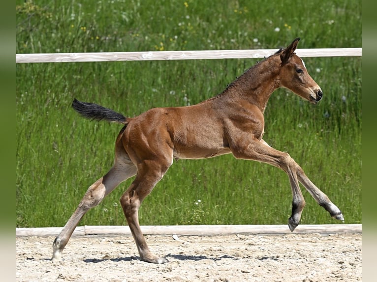 Deutsches Sportpferd Hengst  170 cm Dunkelbrauner in Osterhofen