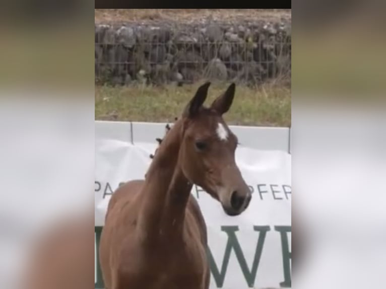 Deutsches Sportpferd Hengst  170 cm Dunkelbrauner in Osterhofen