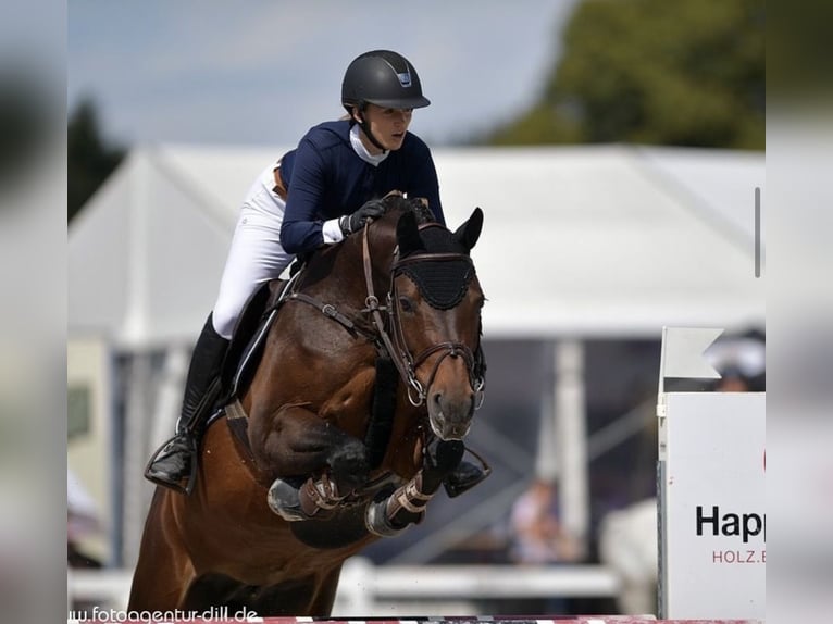 Deutsches Sportpferd Hengst  170 cm Dunkelbrauner in Osterhofen