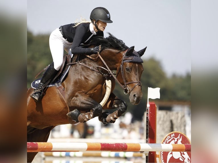 Deutsches Sportpferd Hengst  170 cm Dunkelbrauner in Osterhofen
