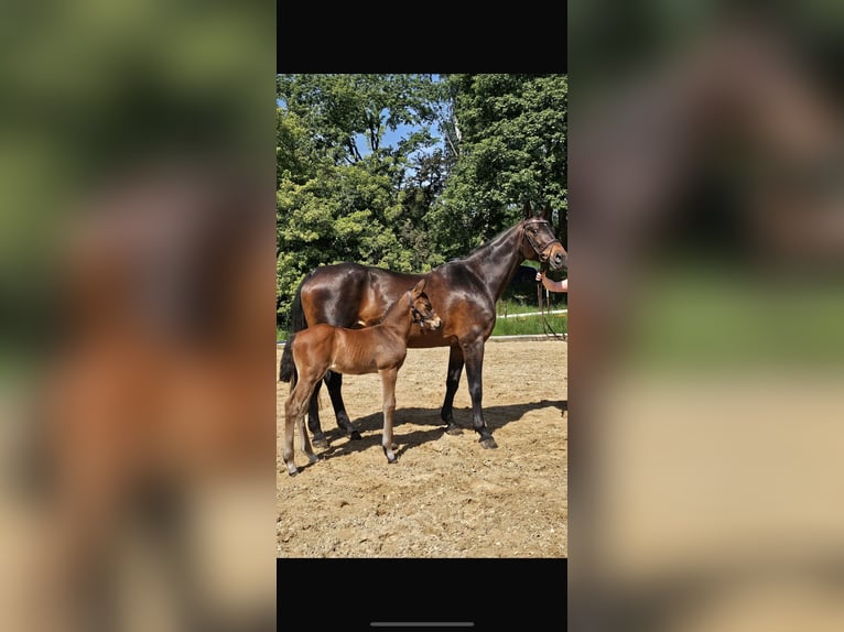 Deutsches Sportpferd Hengst  170 cm Dunkelbrauner in Osterhofen