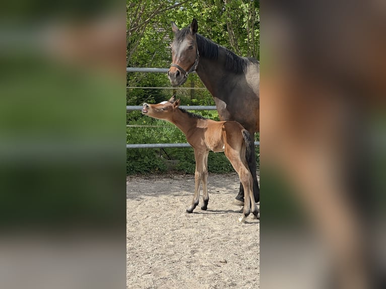 Deutsches Sportpferd Hengst  170 cm Dunkelbrauner in Osterhofen