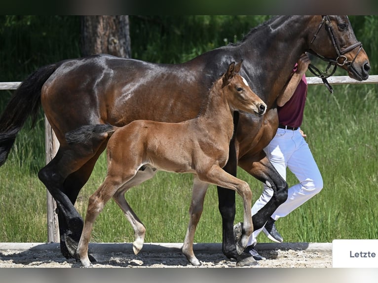 Deutsches Sportpferd Hengst  170 cm Dunkelbrauner in Osterhofen