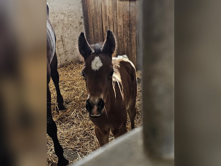 Deutsches Sportpferd Hengst  170 cm Dunkelbrauner in Osterhofen