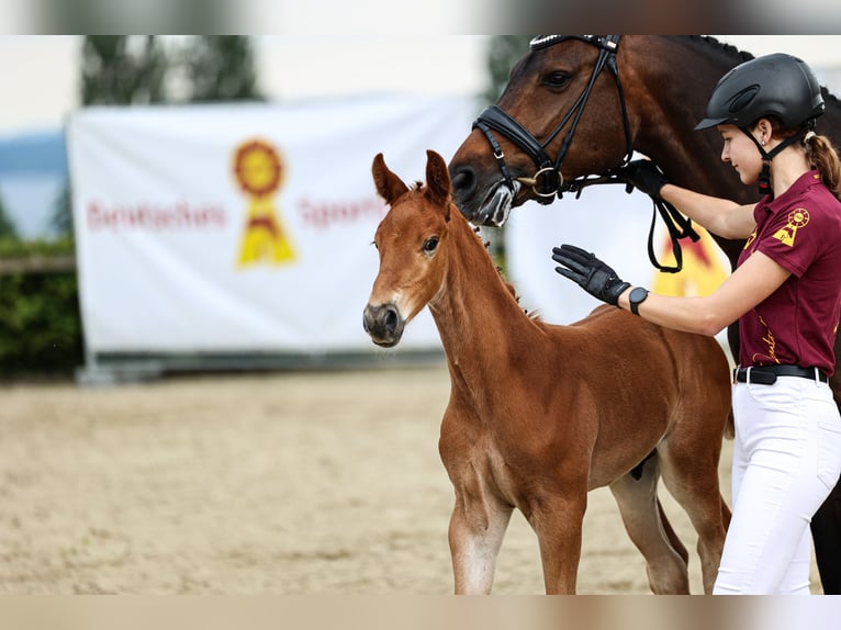 Deutsches Sportpferd Hengst  170 cm Dunkelfuchs in Schnaitsee