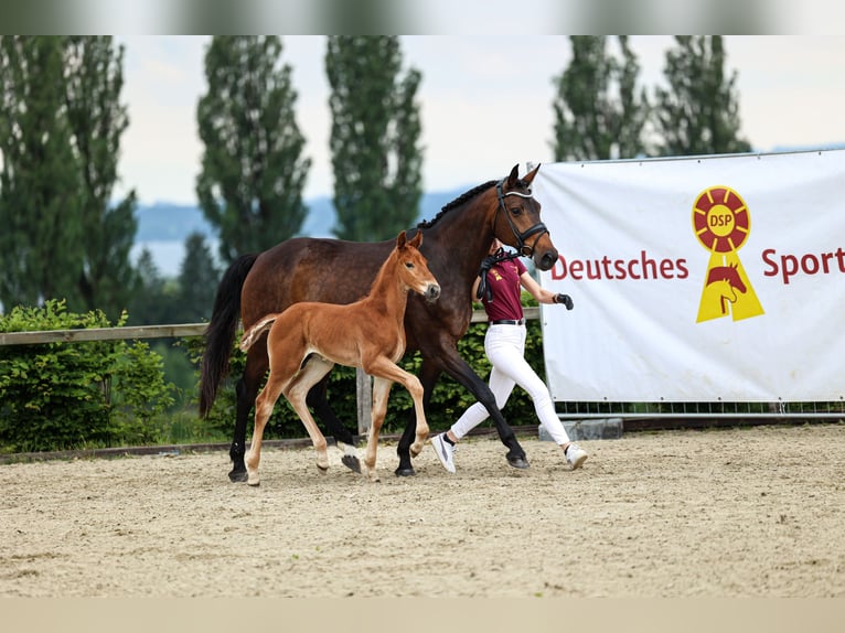 Deutsches Sportpferd Hengst  170 cm Dunkelfuchs in Schnaitsee