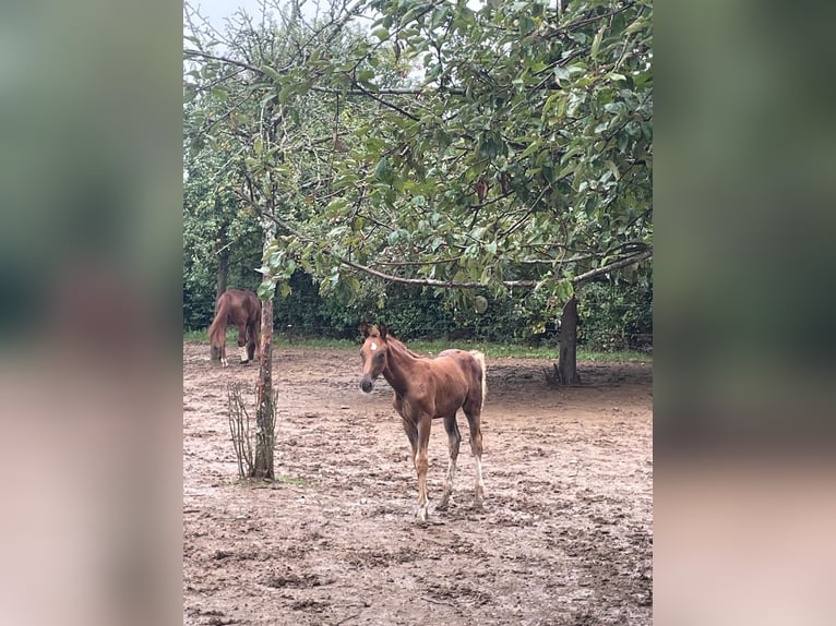 Deutsches Sportpferd Hengst Fohlen (06/2025) 170 cm Dunkelfuchs in Osburg