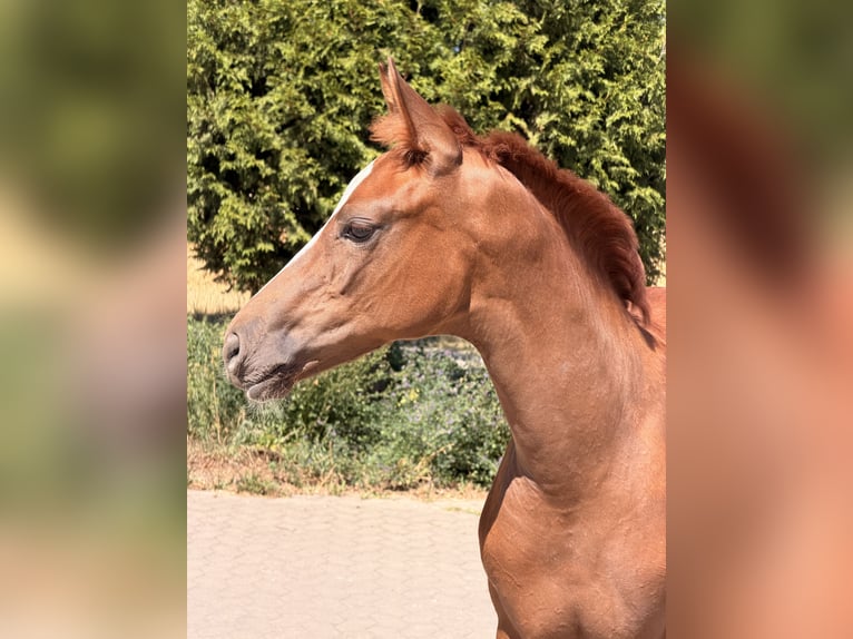 Deutsches Sportpferd Hengst Fohlen (04/2026) 170 cm Fuchs in Sachsen
