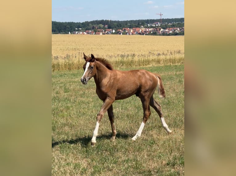 Deutsches Sportpferd Hengst Fohlen (04/2026) 170 cm Fuchs in Sachsen
