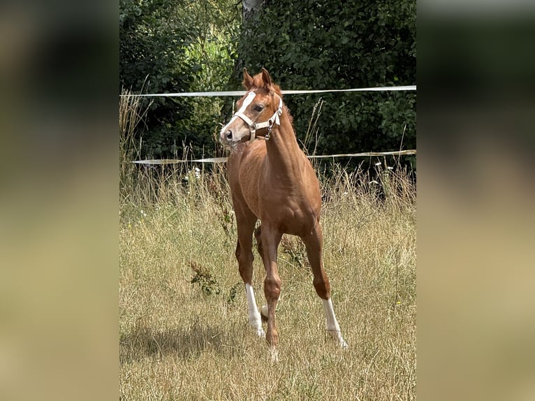 Deutsches Sportpferd Hengst Fohlen (04/2026) 170 cm Fuchs in Sachsen