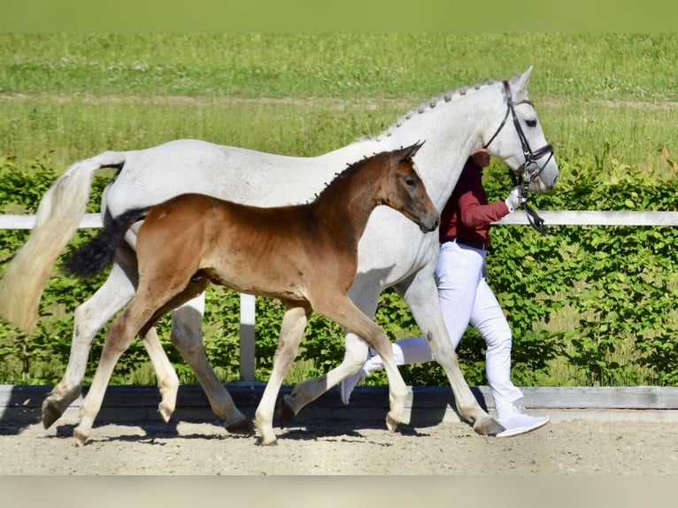 Deutsches Sportpferd Hengst Fohlen (03/2026) 170 cm Kann Schimmel werden in Mittelherwigsdorf