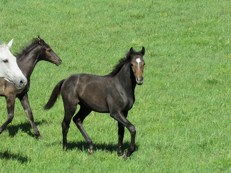 Deutsches Sportpferd Hengst Fohlen (03/2026) 170 cm Kann Schimmel werden in Querfurt