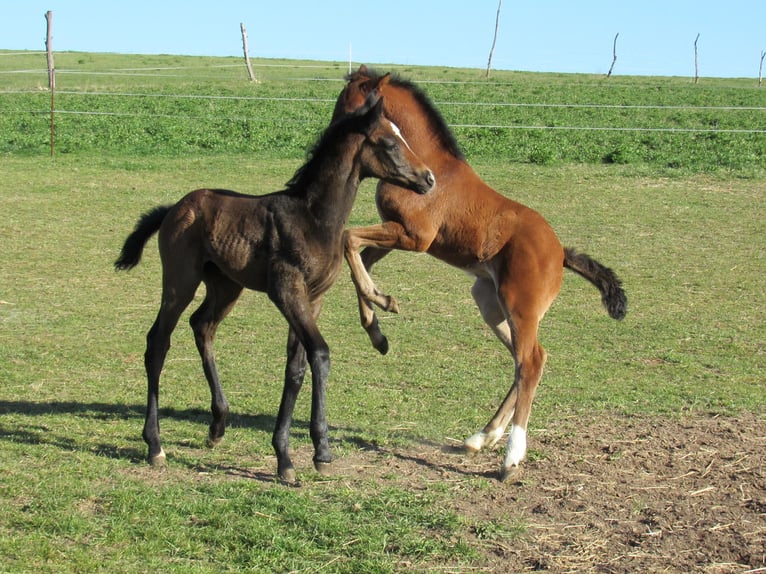 Deutsches Sportpferd Hengst Fohlen (03/2026) 170 cm Kann Schimmel werden in Querfurt