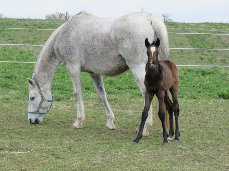 Deutsches Sportpferd Hengst Fohlen (03/2026) 170 cm Kann Schimmel werden in Querfurt