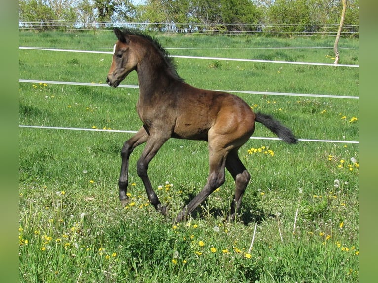 Deutsches Sportpferd Hengst Fohlen (03/2026) 170 cm Kann Schimmel werden in Querfurt
