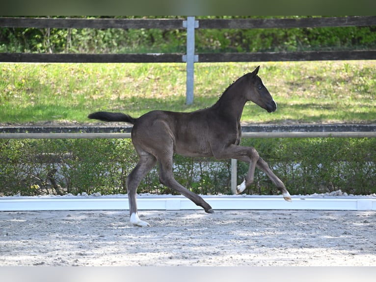 Deutsches Sportpferd Hengst Fohlen (03/2026) 170 cm Rappe in Goldbeck