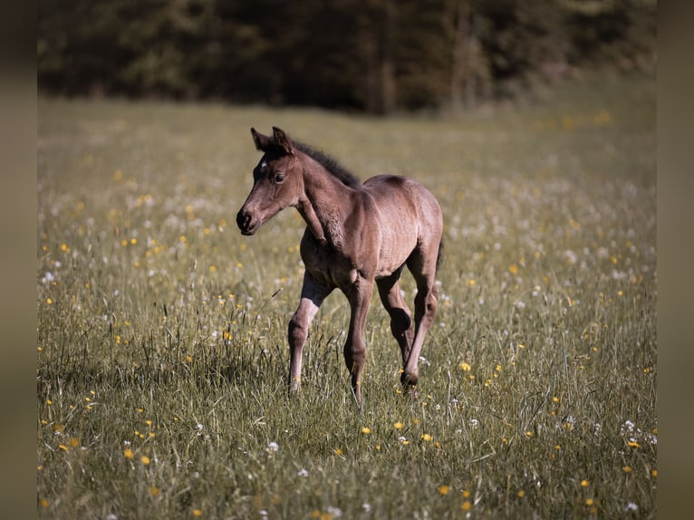 Deutsches Sportpferd Hengst Fohlen (04/2025) 170 cm Rappe in Teisnach