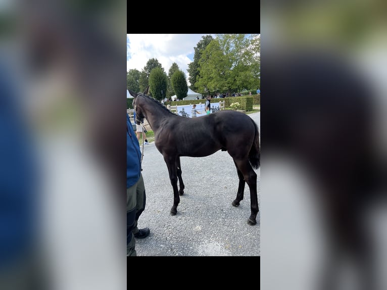 Deutsches Sportpferd Hengst Fohlen (04/2025) 170 cm Rappe in Teisnach