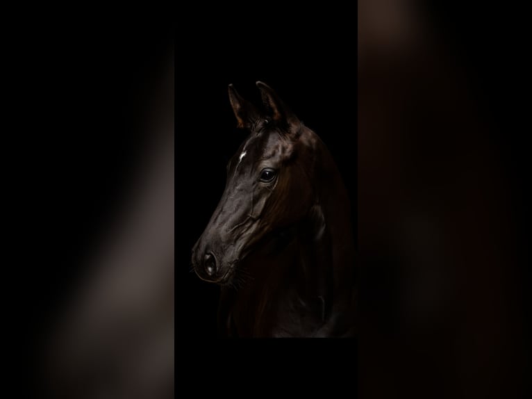 Deutsches Sportpferd Hengst Fohlen (04/2025) 170 cm Rappe in Teisnach