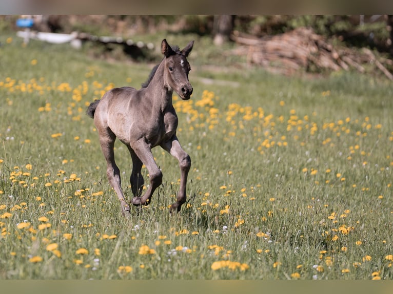 Deutsches Sportpferd Hengst Fohlen (04/2025) 170 cm Rappe in Teisnach