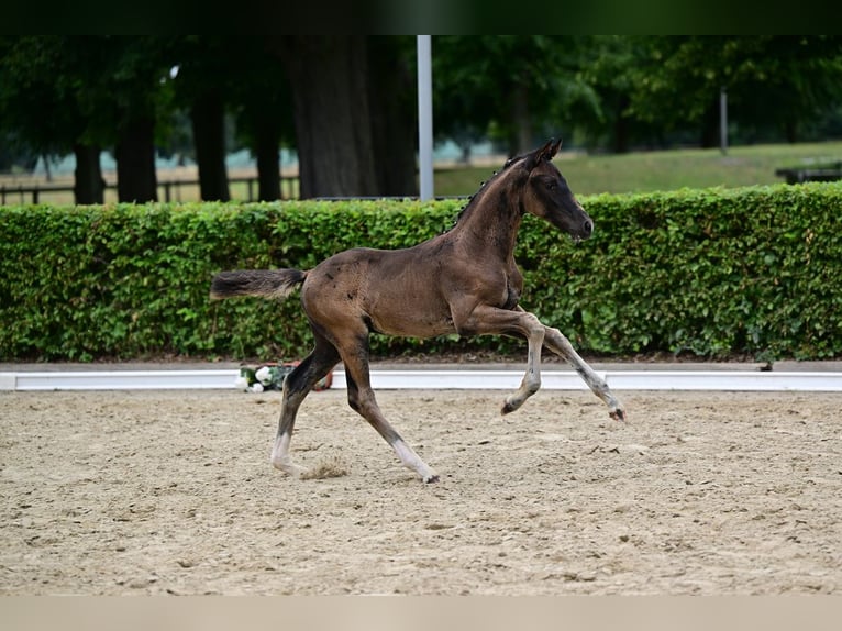Deutsches Sportpferd Hengst Fohlen (05/2026) 170 cm Rappe in GrünowNordwestuckermark
