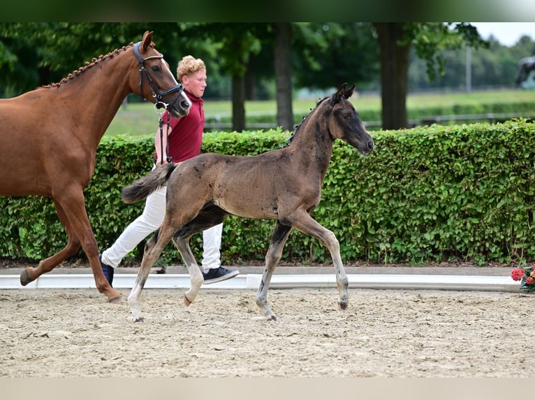 Deutsches Sportpferd Hengst Fohlen (05/2026) 170 cm Rappe in GrünowNordwestuckermark