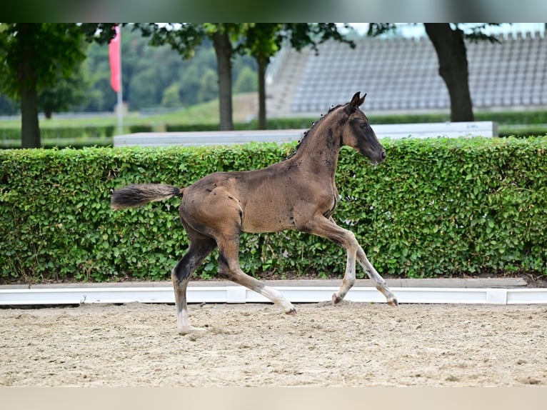 Deutsches Sportpferd Hengst Fohlen (05/2026) 170 cm Rappe in GrünowNordwestuckermark
