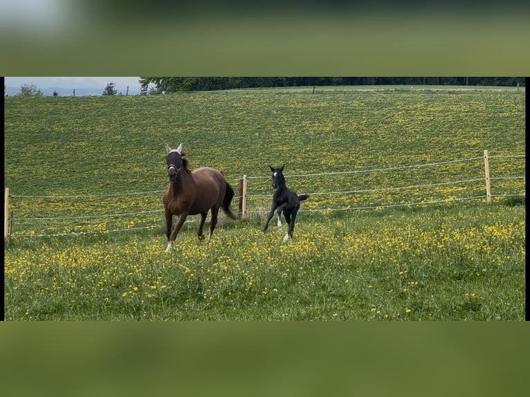 Deutsches Sportpferd Hengst  170 cm Rappe in Zeilarn