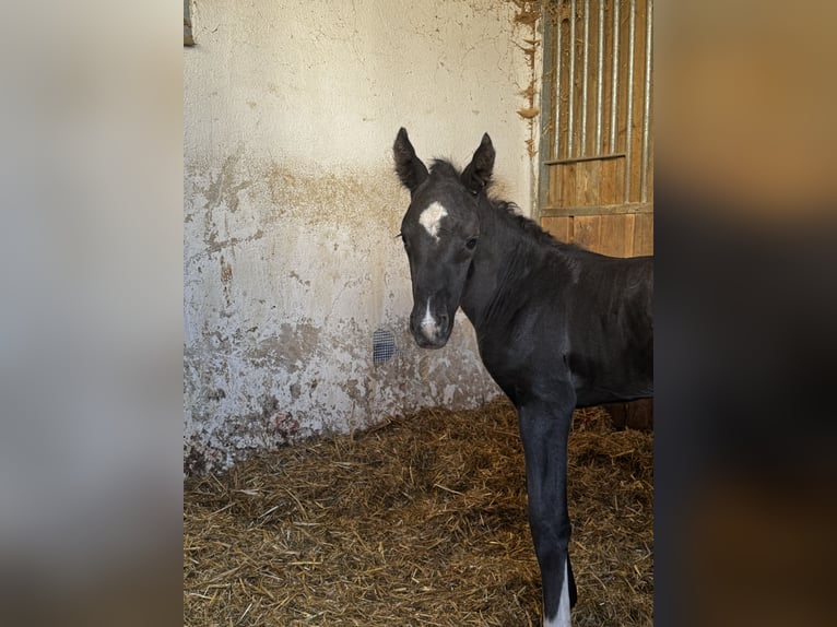 Deutsches Sportpferd Hengst  170 cm Rappe in Zeilarn