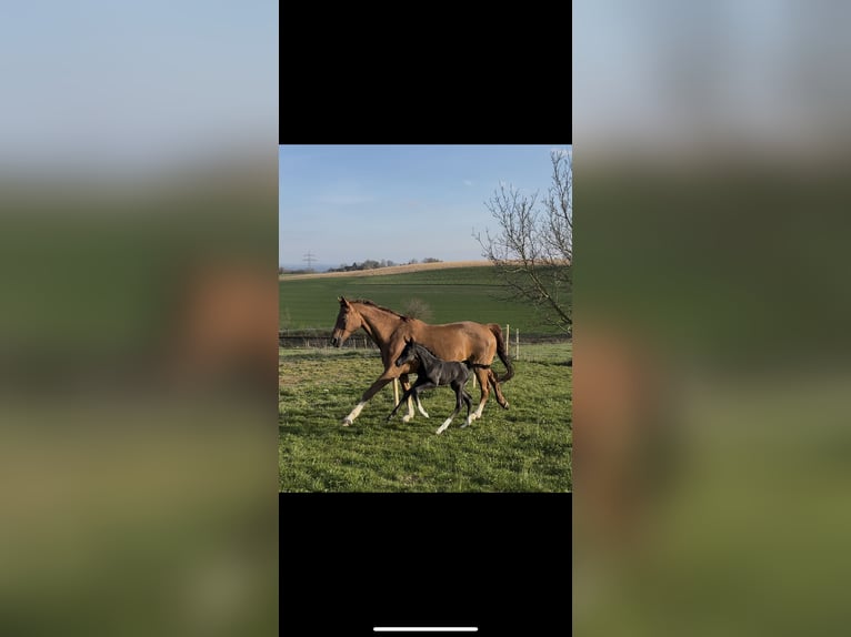 Deutsches Sportpferd Hengst  170 cm Rappe in Zeilarn