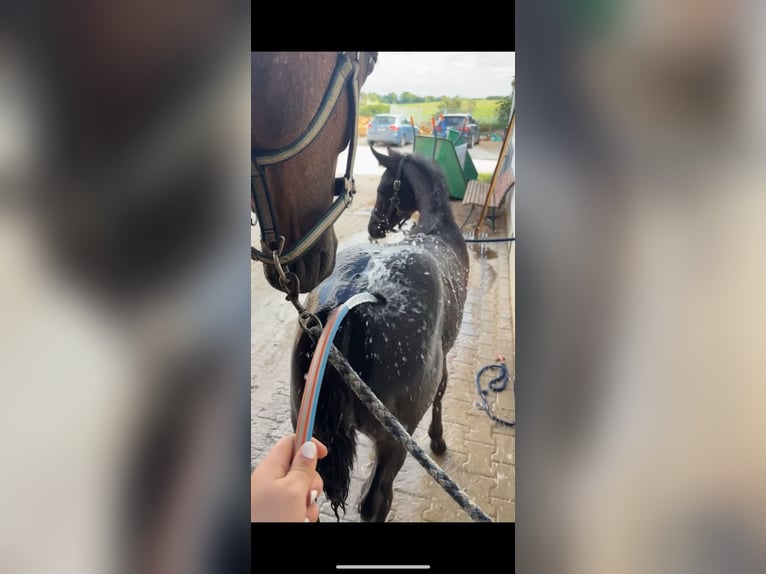 Deutsches Sportpferd Hengst  170 cm Rappe in Zeilarn