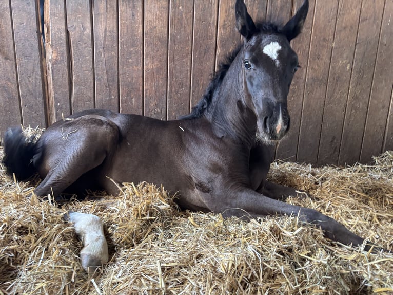 Deutsches Sportpferd Hengst  170 cm Rappe in Zeilarn