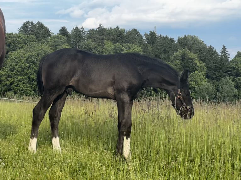 Deutsches Sportpferd Hengst  170 cm Rappe in Zeilarn