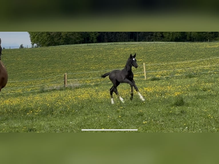 Deutsches Sportpferd Hengst  170 cm Rappe in Zeilarn