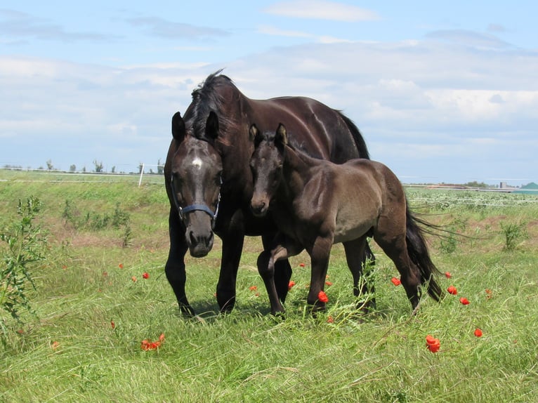 Deutsches Sportpferd Hengst Fohlen (05/2026) 170 cm Rappe in Querfurt