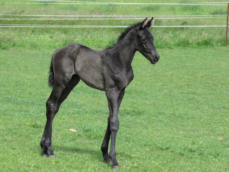 Deutsches Sportpferd Hengst Fohlen (01/2026) 170 cm Rappe in Querfurt