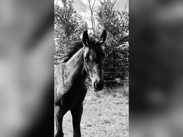 Deutsches Sportpferd Hengst Fohlen (04/2025) 170 cm Rappe in Querfurt