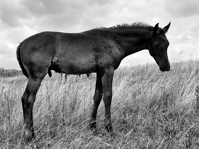 Deutsches Sportpferd Hengst Fohlen (04/2025) 170 cm Rappe in Querfurt