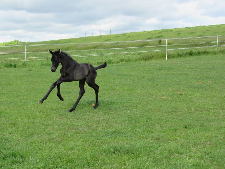 Deutsches Sportpferd Hengst Fohlen (01/2026) 170 cm Rappe in Querfurt