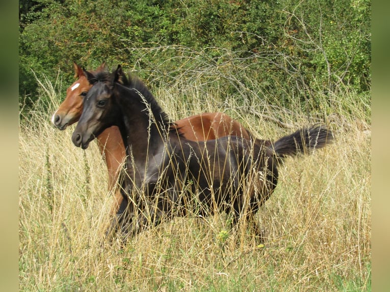 Deutsches Sportpferd Hengst Fohlen (04/2025) 170 cm Rappe in Querfurt