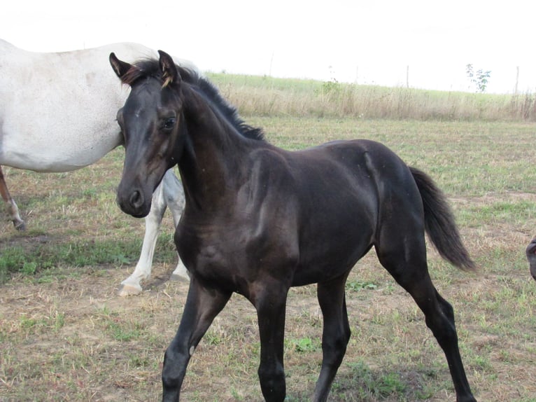 Deutsches Sportpferd Hengst Fohlen (04/2025) 170 cm Rappe in Querfurt