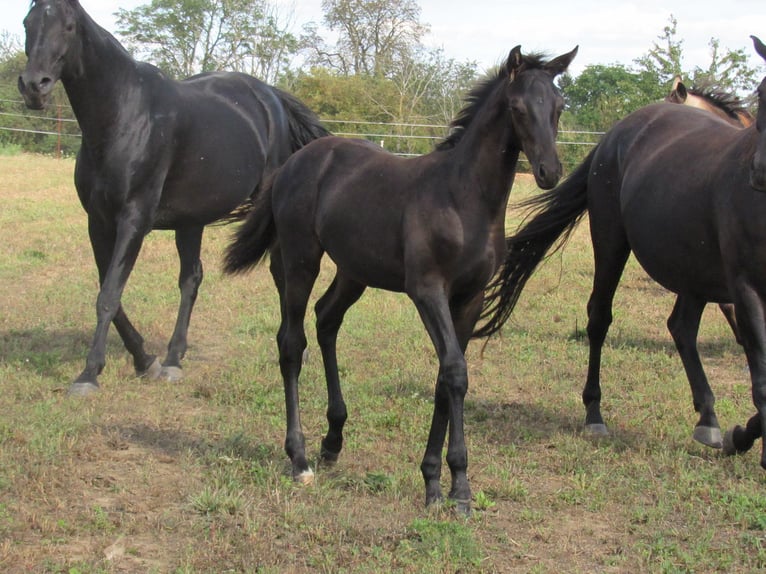 Deutsches Sportpferd Hengst Fohlen (04/2025) 170 cm Rappe in Querfurt